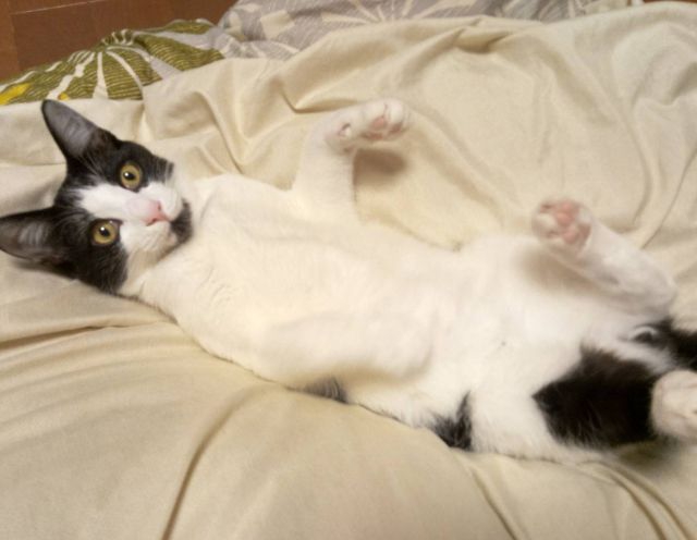 ハチくん、譲渡決定、名前そのまま  にゃんくるわんくる御殿場HP