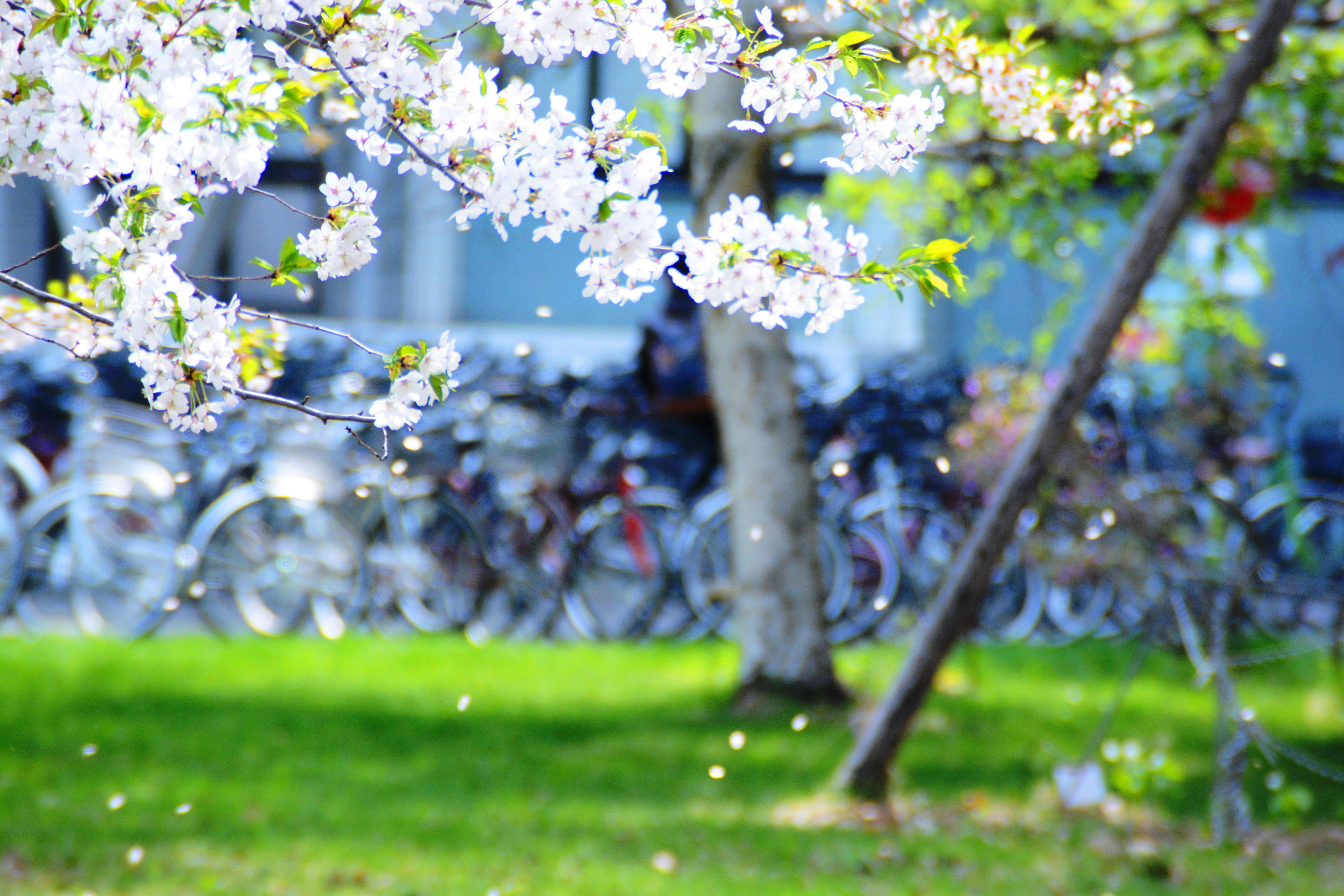 桜散 | 生きてる意味は必ずあるんだよ