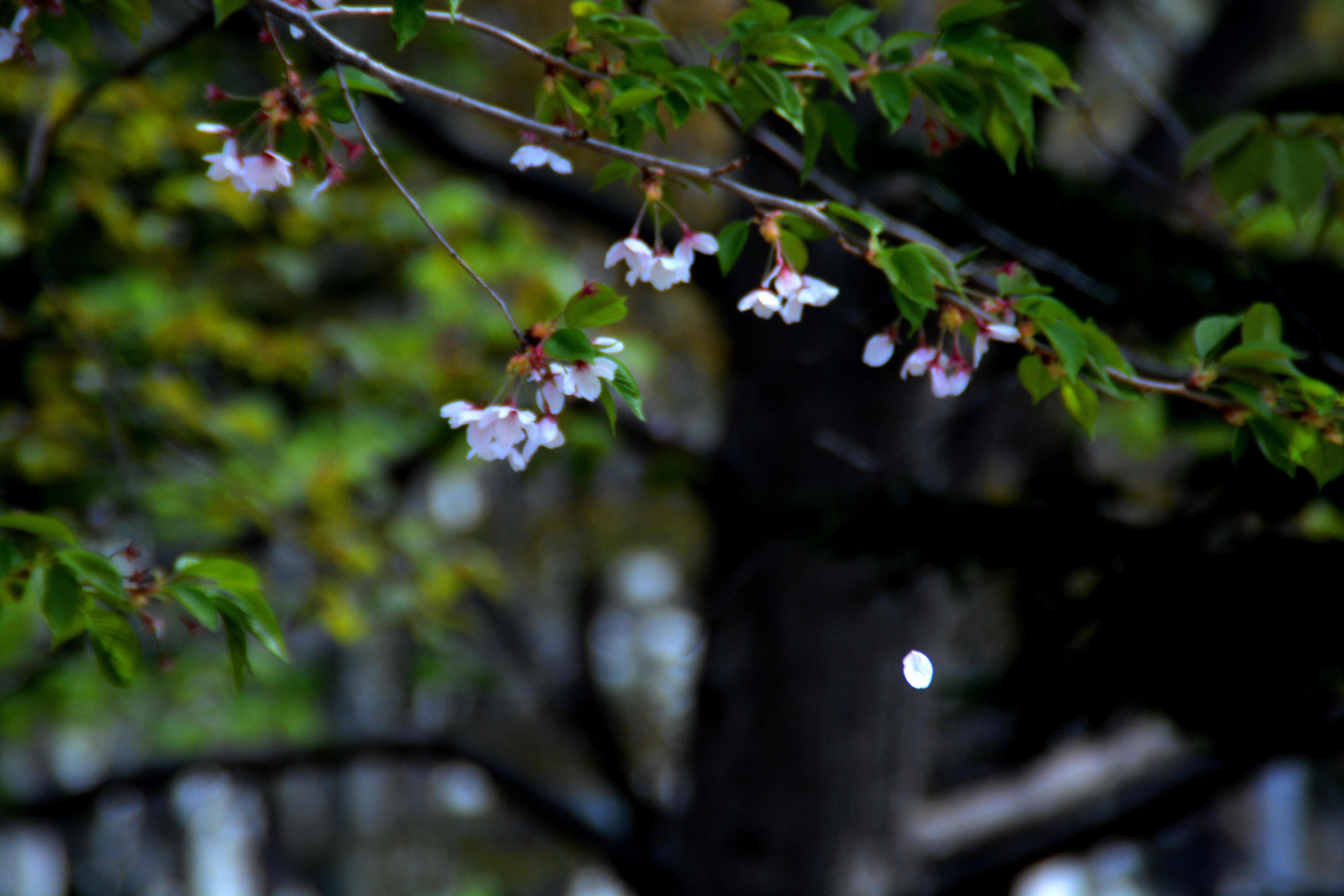 桜散 | 生きてる意味は必ずあるんだよ