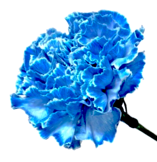 Profile 不入斗ケイ Official Web Site