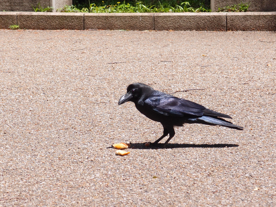 野生のカラス クロとカコ 出会いから別れまでの５年半の記録 徒然なるままに