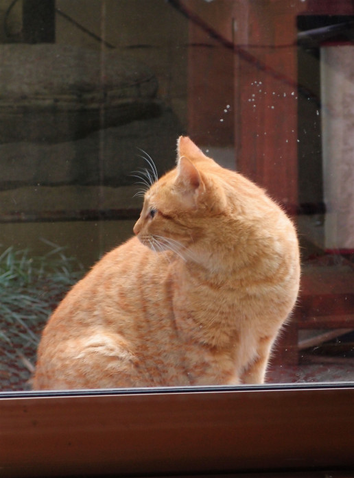 子猫を連れてきた野良猫 その後１ 徒然なるままに