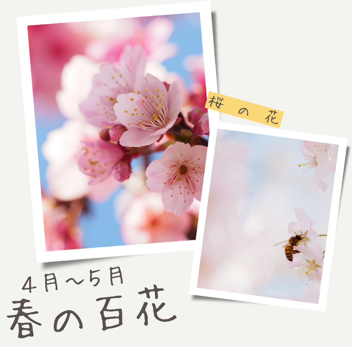 はちみつ | BEE SMILE FARM
