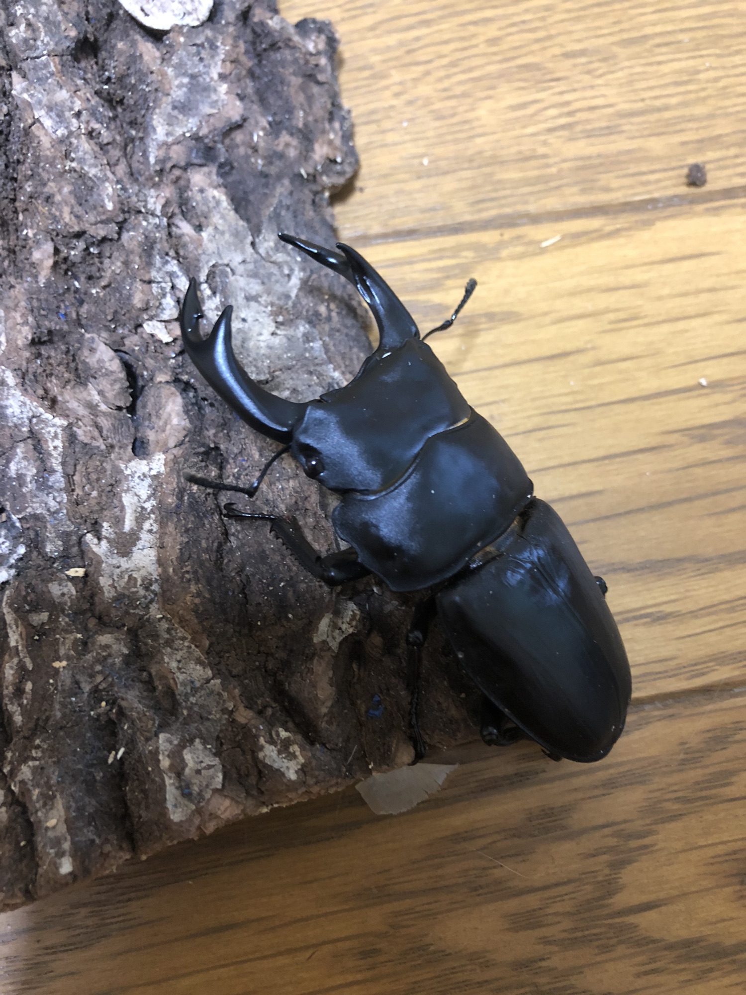 ■極太オオクワガタ　大魔神 暑い！厚い！血統　♂70ｍｍ　♀46ｍｍ　ペア