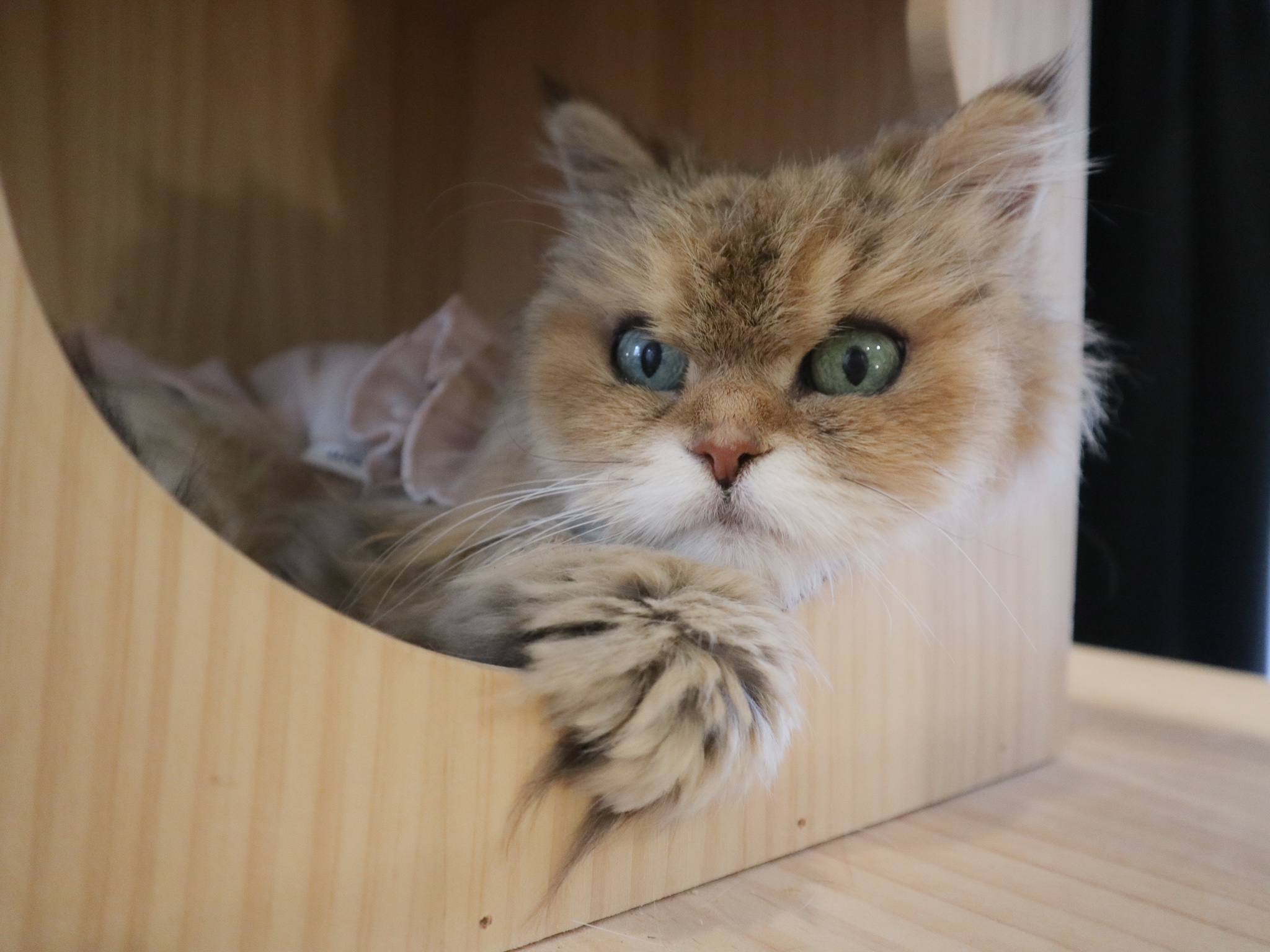 本日2/12あずきちゃんが永眠致しました | ねこｶﾌｪなる ｜長野の猫カフェ