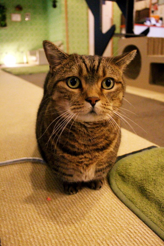 つくね マンチカン ねこｶﾌｪなる 長野の猫カフェ