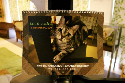 年度のねこカフェなるオリジナルカレンダーの先行発売開始です ねこカフェなる 長野の猫カフェ リニューアル 年度のねこカフェなるオリジナルカレンダーの先行発売開始です ねこカフェなる 長野の猫カフェ リニューアル