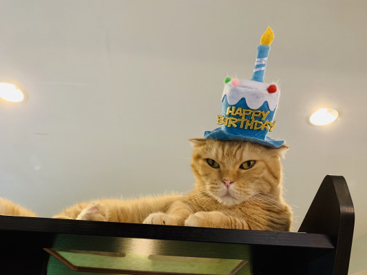 本日９月１４日ちゃちゃ丸くんが７歳のお誕生日を迎えました ねこカフェなる 長野の猫カフェ リニューアル