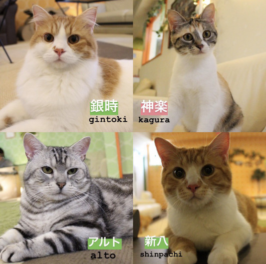 本日8月7日でねこカフェなるは11年目を迎えました ねこカフェなる 長野の猫カフェ 本日8月7日でねこカフェなるは11年目を迎えました ねこカフェなる 長野の猫カフェ