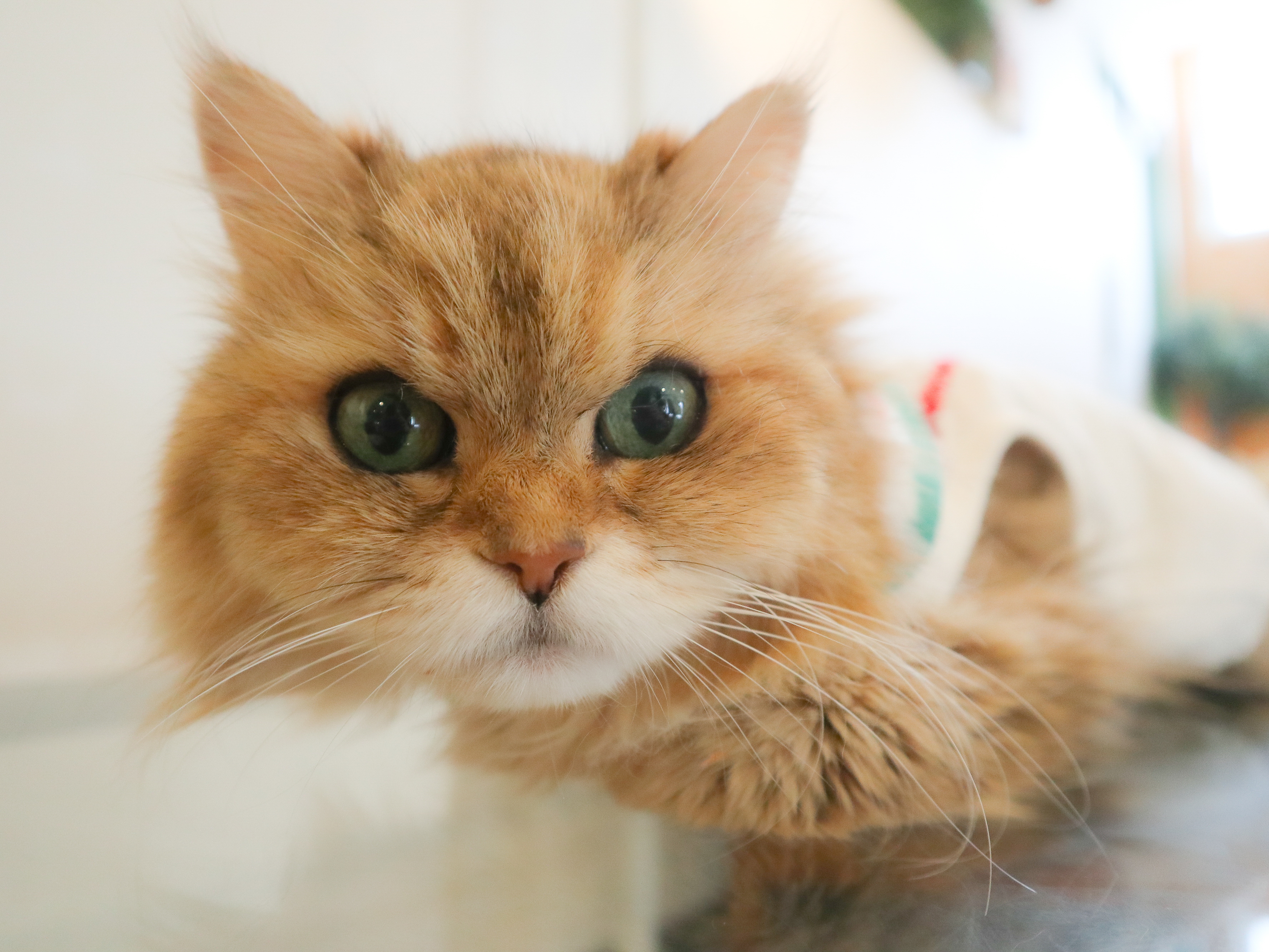 本日2/12あずきちゃんが永眠致しました | ねこｶﾌｪなる ｜長野の猫カフェ