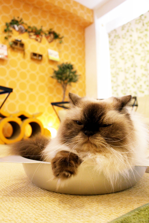 Concept 料金 ねこｶﾌｪなる 長野の猫カフェ