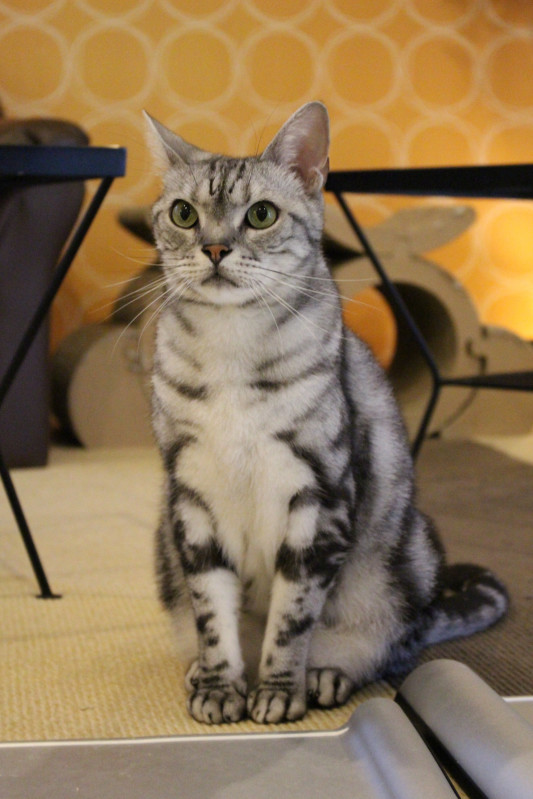 ねこカフェなる19総選挙 中間発表 ねこｶﾌｪなる 長野の猫カフェ