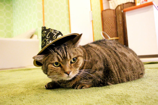 10月はハロウィン仮装猫 ねこカフェなる 長野の猫カフェ リニューアル 10月はハロウィン仮装猫 ねこカフェなる 長野の猫カフェ リニューアル