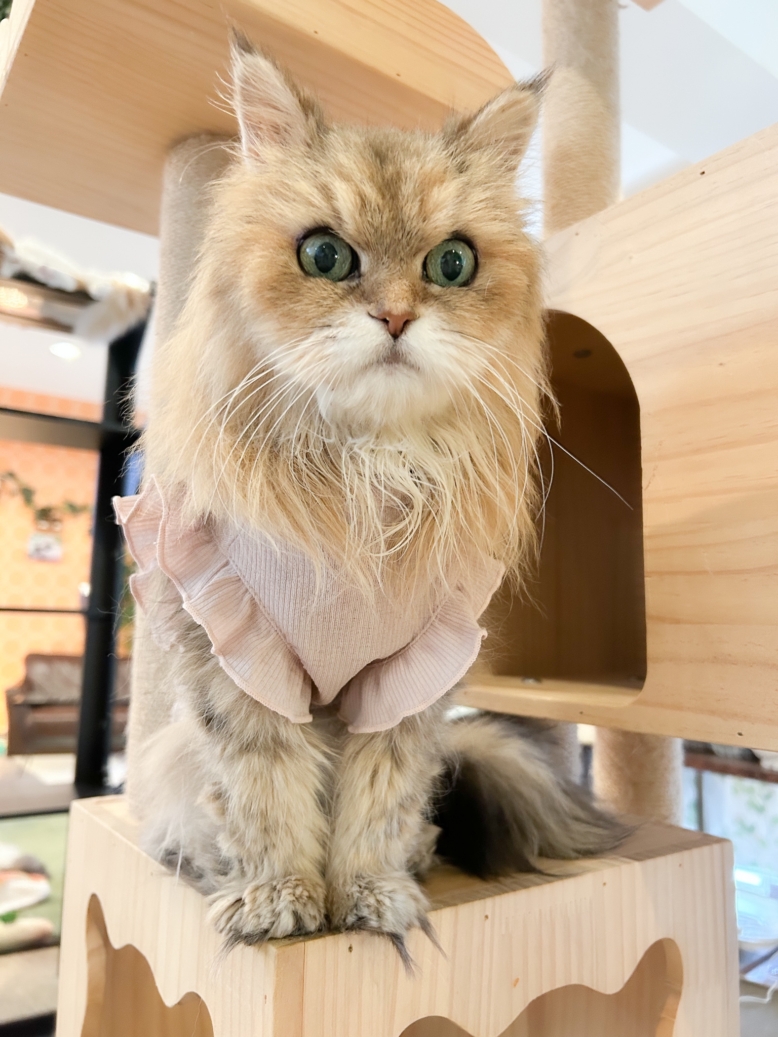 本日2/12あずきちゃんが永眠致しました | ねこｶﾌｪなる ｜長野の猫カフェ