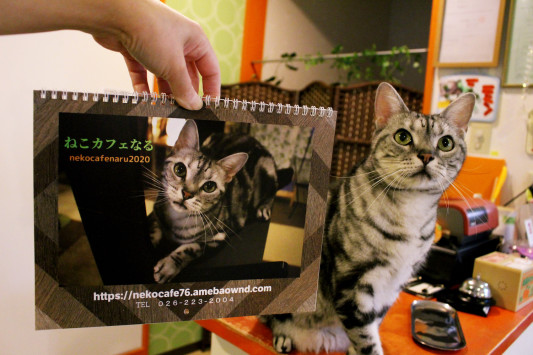 年度のねこカフェなるオリジナルカレンダーの先行発売開始です ねこカフェなる 長野の猫カフェ リニューアル 年度のねこカフェなるオリジナルカレンダーの先行発売開始です ねこカフェなる 長野の猫カフェ リニューアル