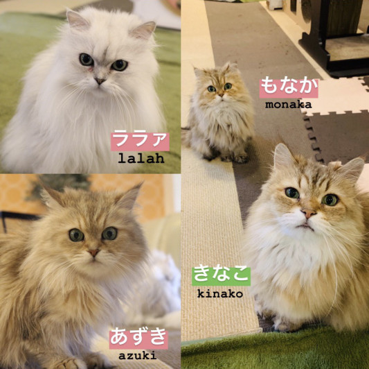 本日８月７日でねこカフェなるは１１年目を迎えました ねこｶﾌｪなる 長野の猫カフェ