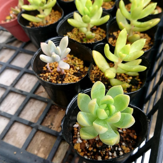 秋 多肉の切り戻し P Succulent 秋 多肉の切り戻し P Succulent
