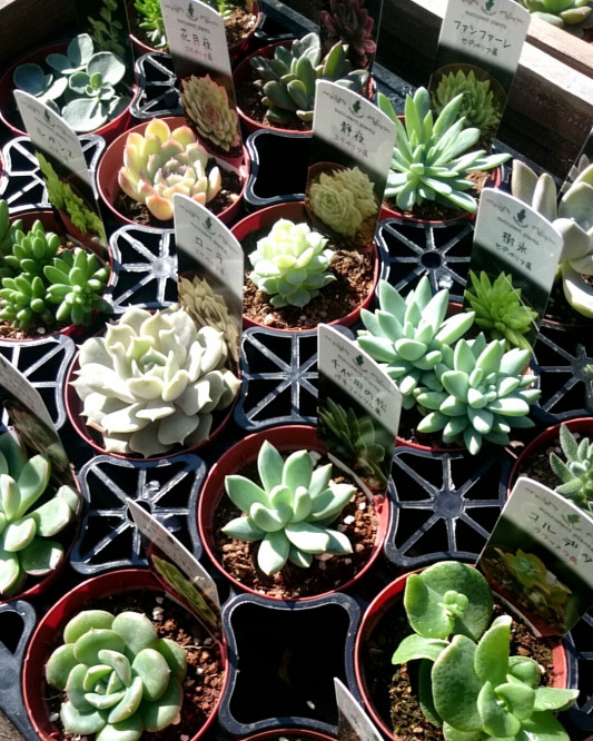 多肉 ２ ５寸苗入荷しました P Succulent