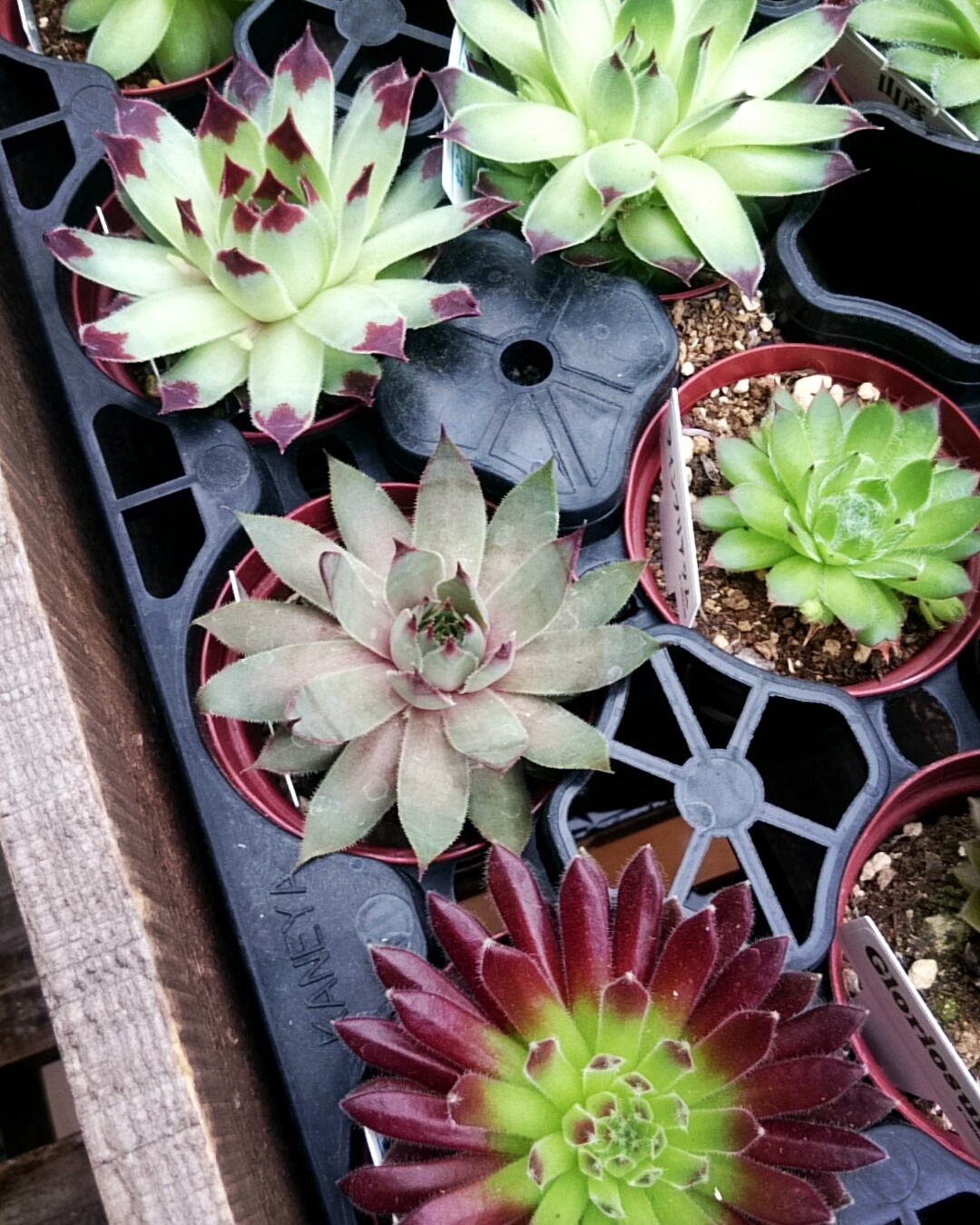 センベルビウム 入荷 | p.succulent センベルビウム 入荷 | p.succulent