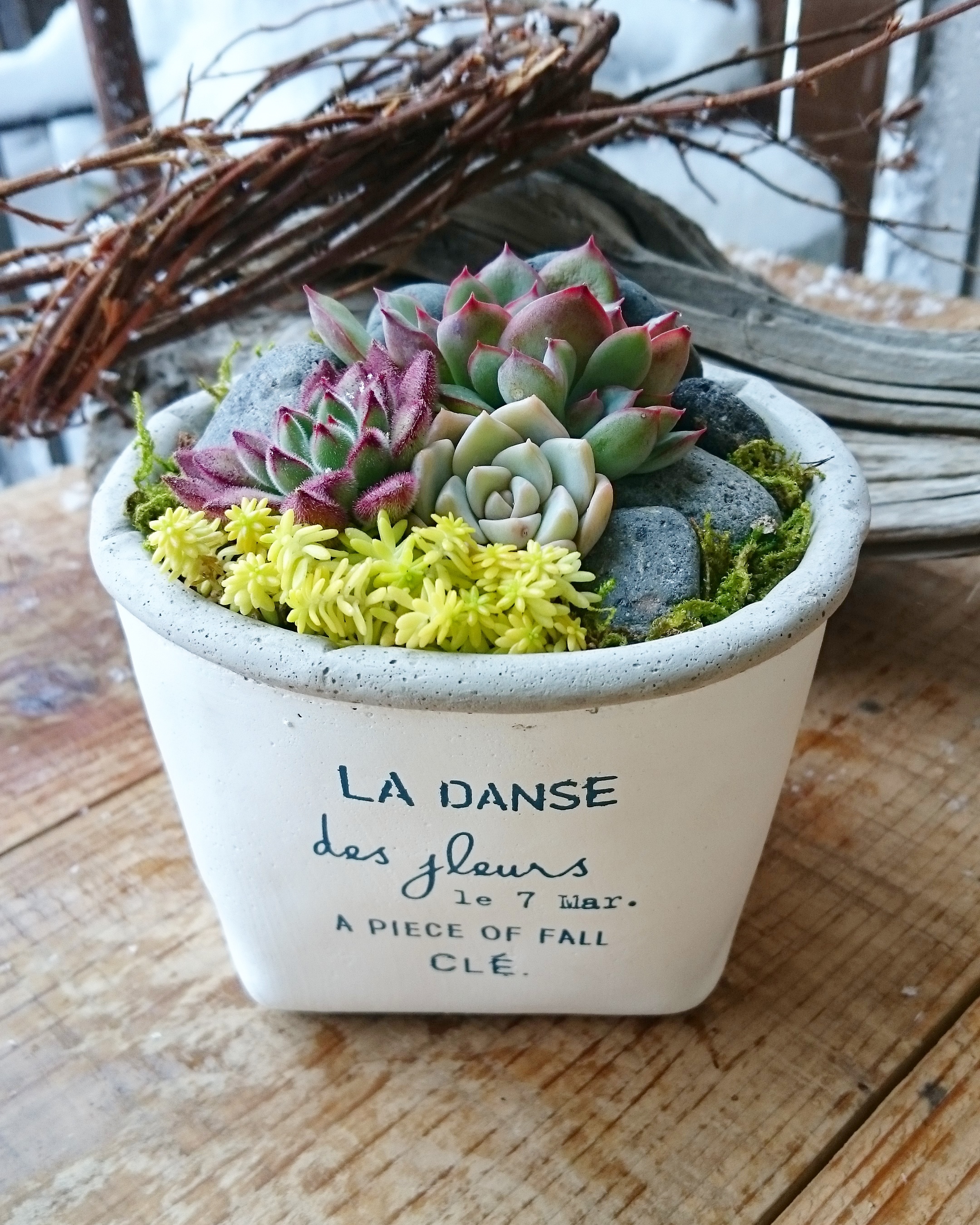 Aming 藤の木店 多肉寄せ植えworkshop募集 | p.succulent