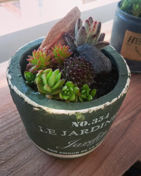 イベント準備 葉ざし P Succulent イベント準備 葉ざし P Succulent