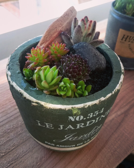 イベント準備 葉ざし P Succulent