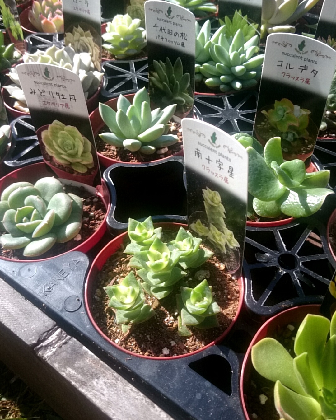 多肉 ２.５寸苗入荷しました | p.succulent