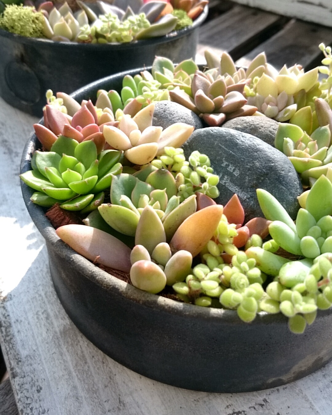 多肉 寄せ植えとハオルチア 苗 | p.succulent