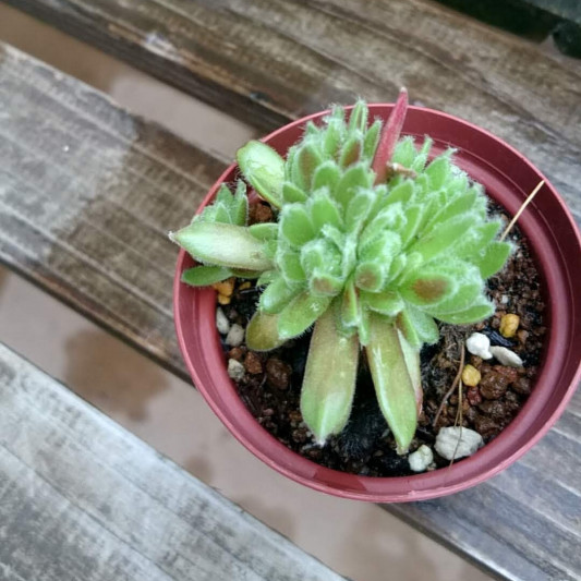 センペルビウムのケア方法 P Succulent