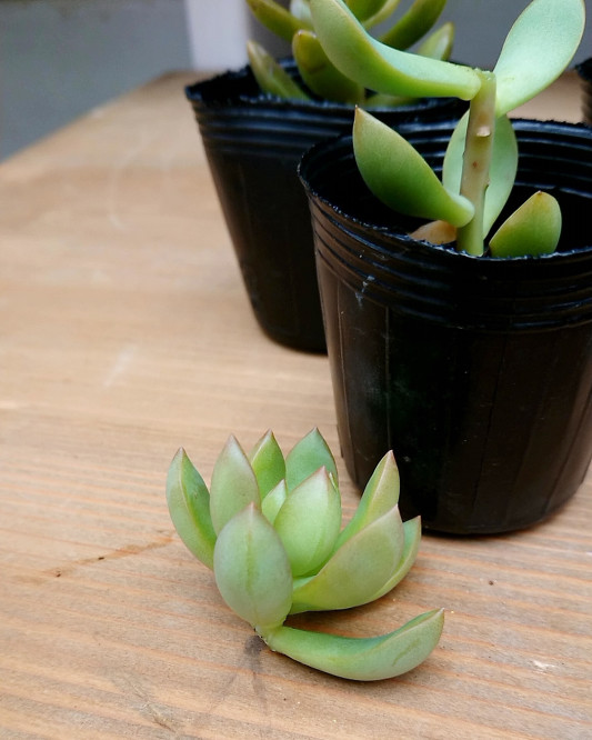 秋 多肉の切り戻し P Succulent