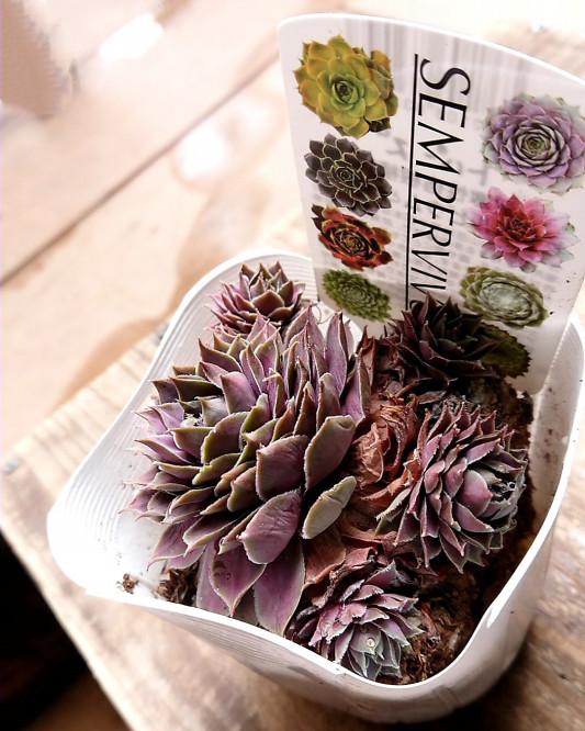 センペルビウムのケア方法 P Succulent