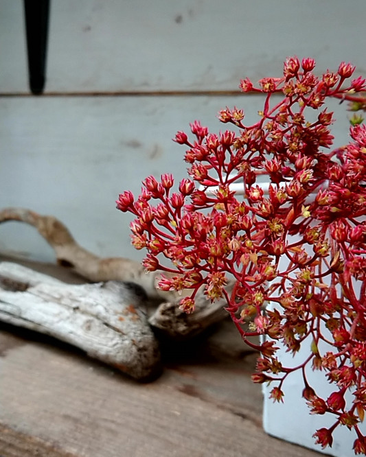 スマロ 花 切り戻し P Succulent