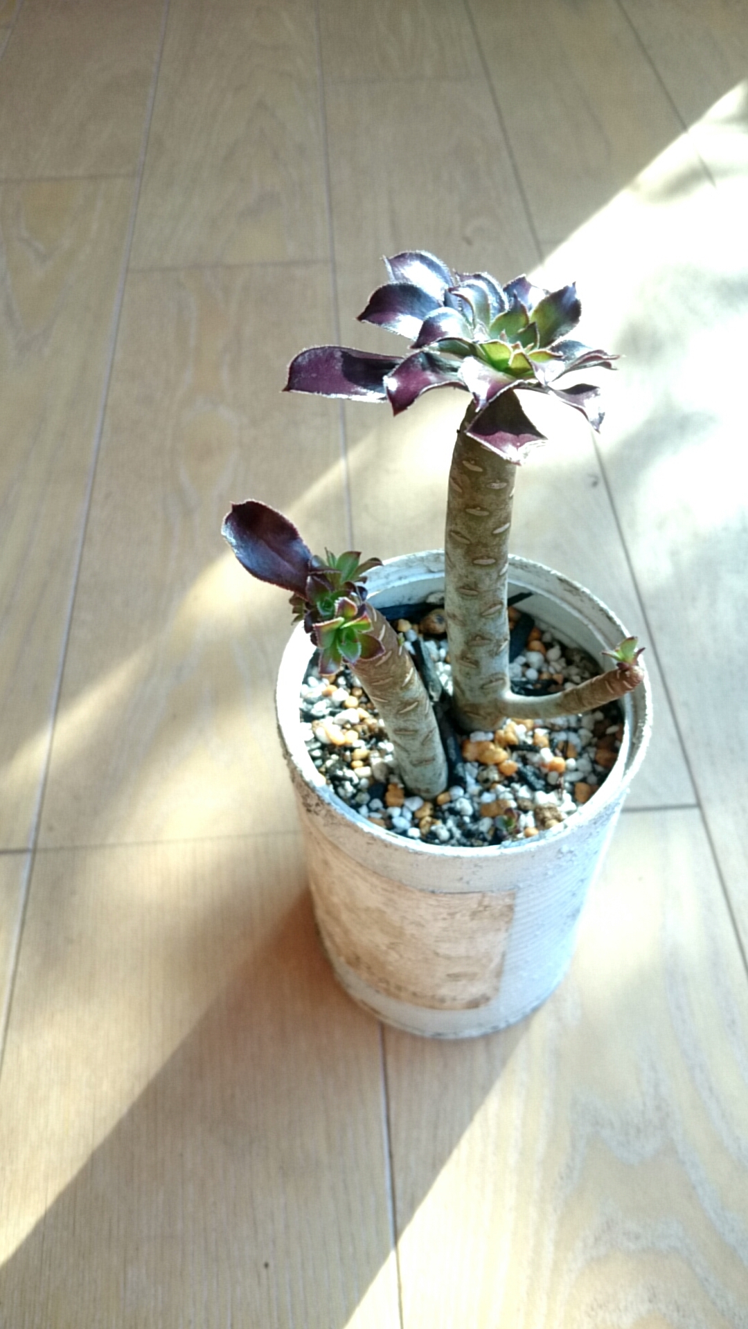 黒法師切り戻し&カシミアバイオレット | p.succulent 黒法師切り戻し&カシミアバイオレット | p.succulent