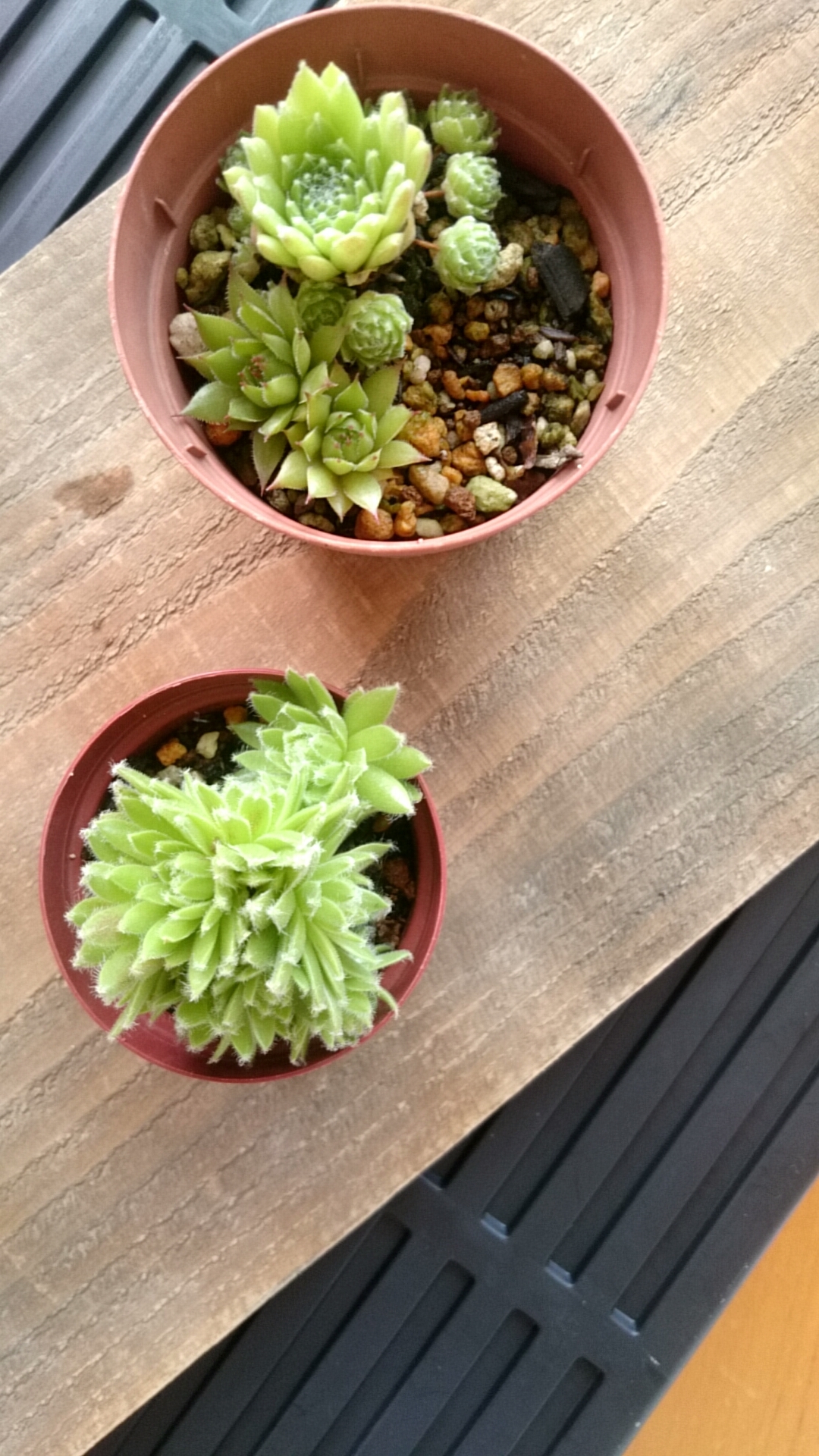 センベルビウム | p.succulent