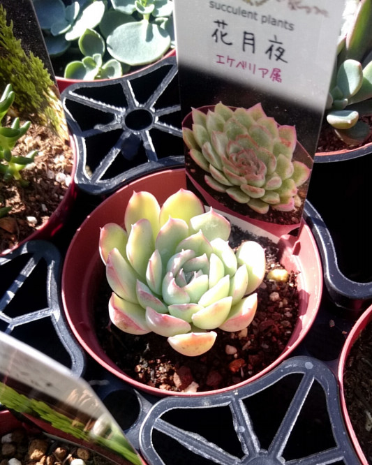 多肉 ２ ５寸苗入荷しました P Succulent