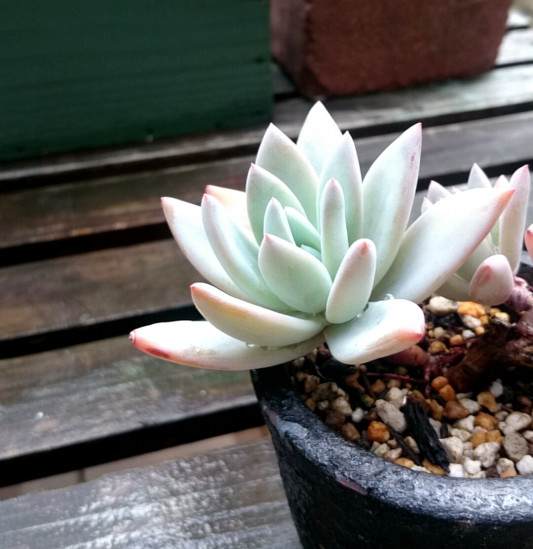 霜の朝 P Succulent