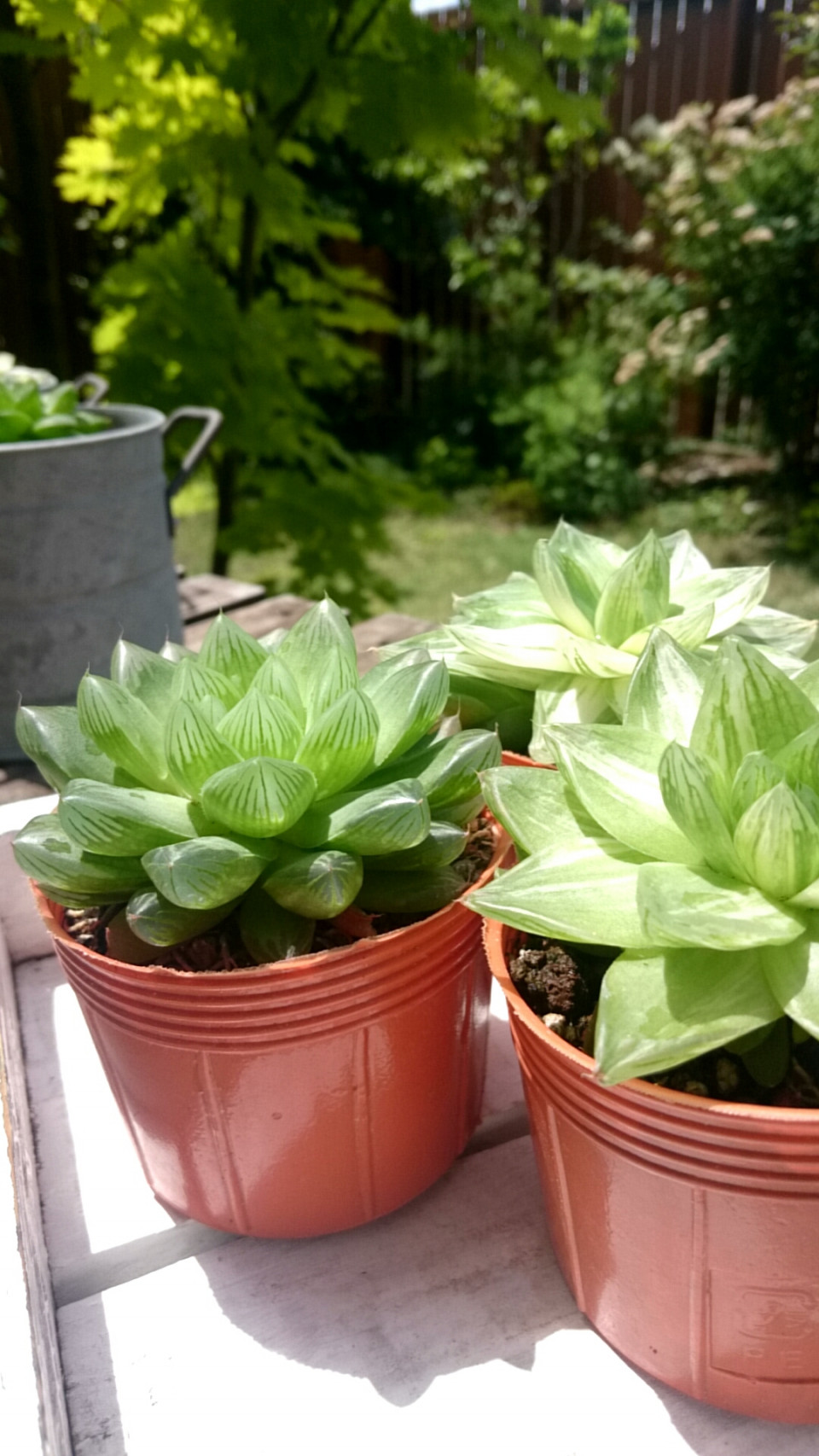 多肉 寄せ植え土セット 多肉苗 P Succulent 多肉 寄せ植え土セット 多肉苗 P Succulent