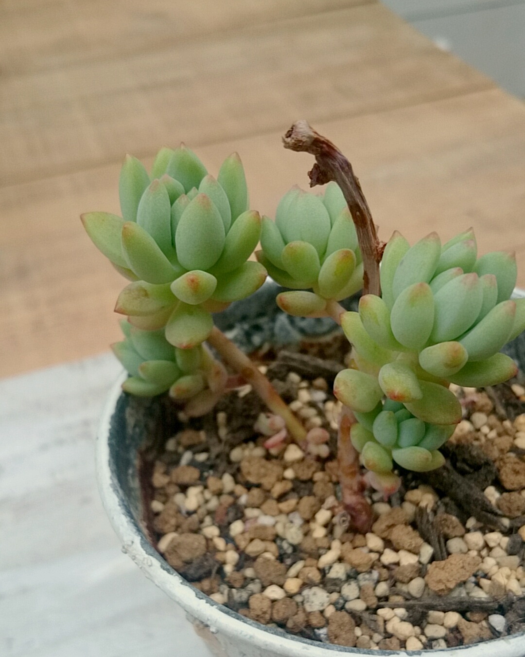 カットした苗のこと&切り戻しワークショップ募集 | p.succulent カットした苗のこと&切り戻しワークショップ募集 | p.succulent