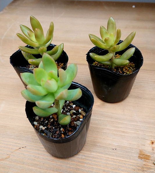 秋 多肉の切り戻し P Succulent