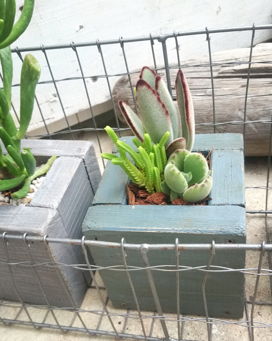 リメイク缶&木工プランター | p.succulent