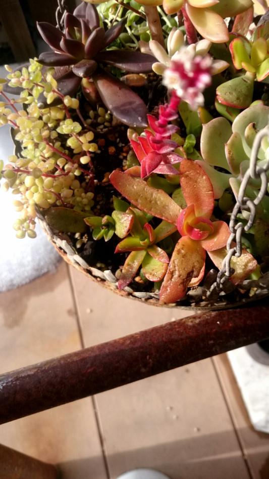 冬の多肉 P Succulent