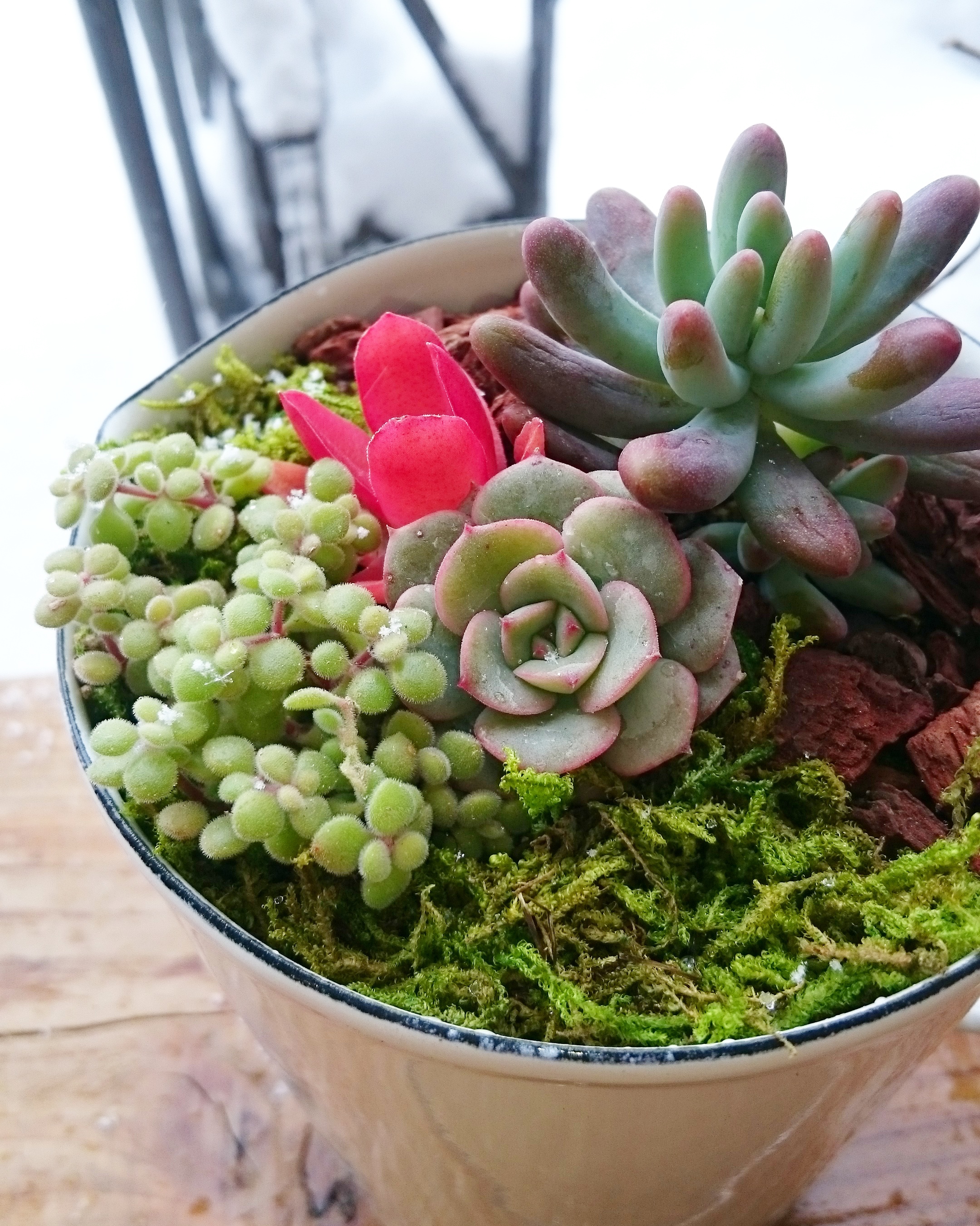 Aming 藤の木店 多肉寄せ植えworkshop募集 | p.succulent