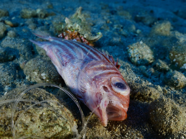 海洋ごみ Blue Ocean Japan