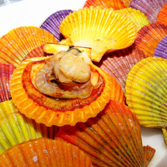 ヒオウギ貝入荷 蕎麦居酒屋 きり家