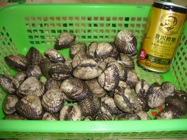 釣り餌用赤貝入荷しています 柴釣具商会 日向灘にもっとも近い釣具店