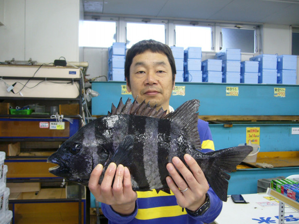 釣果写真 ３月３日 石鯛 柴釣具商会 日向灘にもっとも近い釣具店