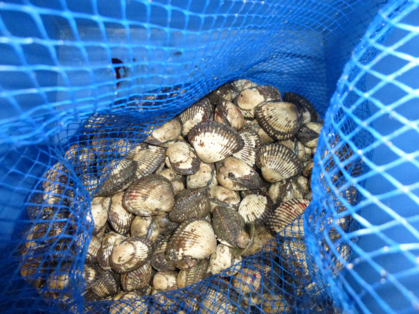 入荷案内 石鯛エサ用活き赤貝 柴釣具商会 日向灘にもっとも近い釣具店