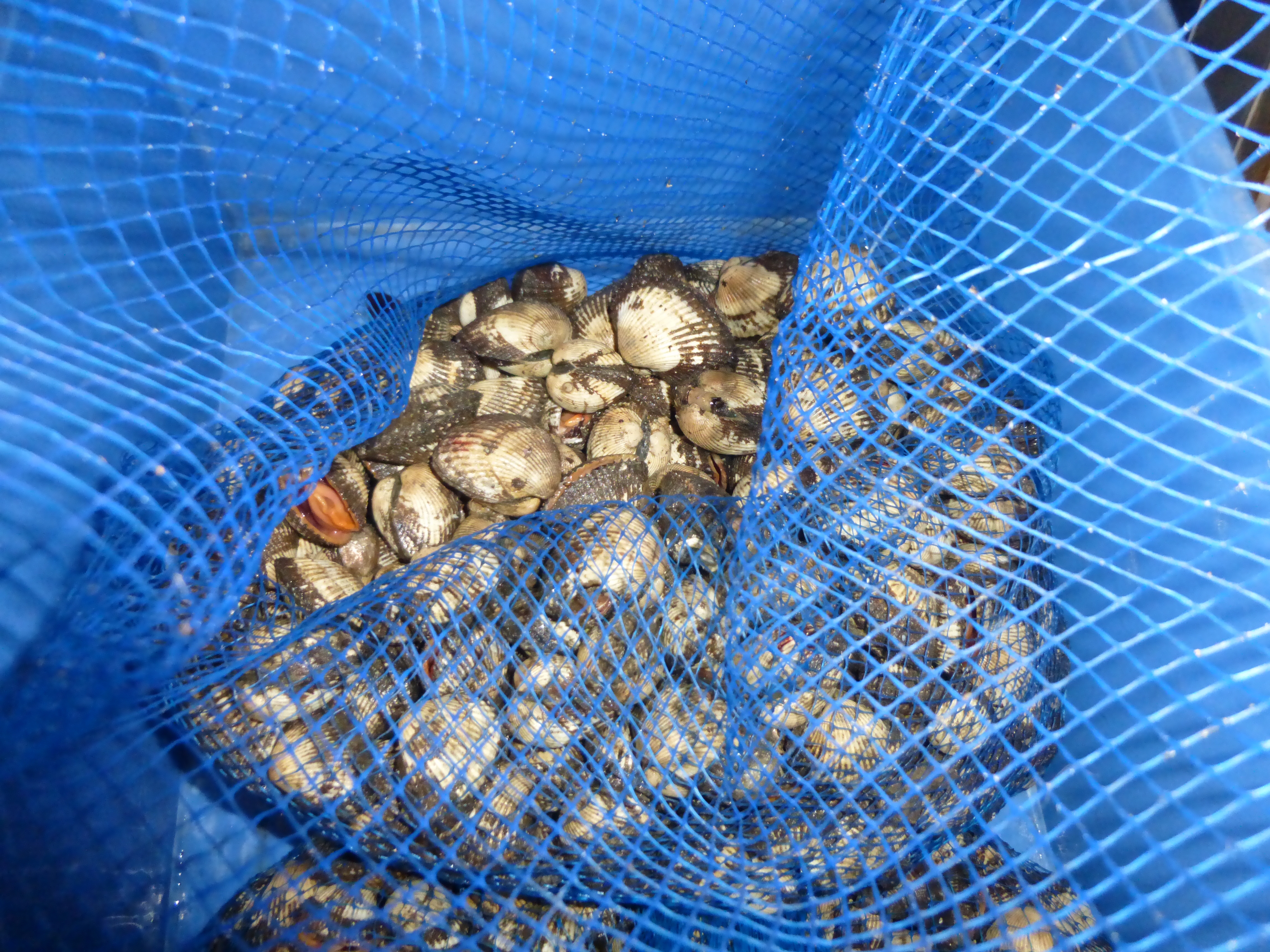 入荷案内 石鯛エサ用活き赤貝 柴釣具商会 日向灘にもっとも近い釣具店