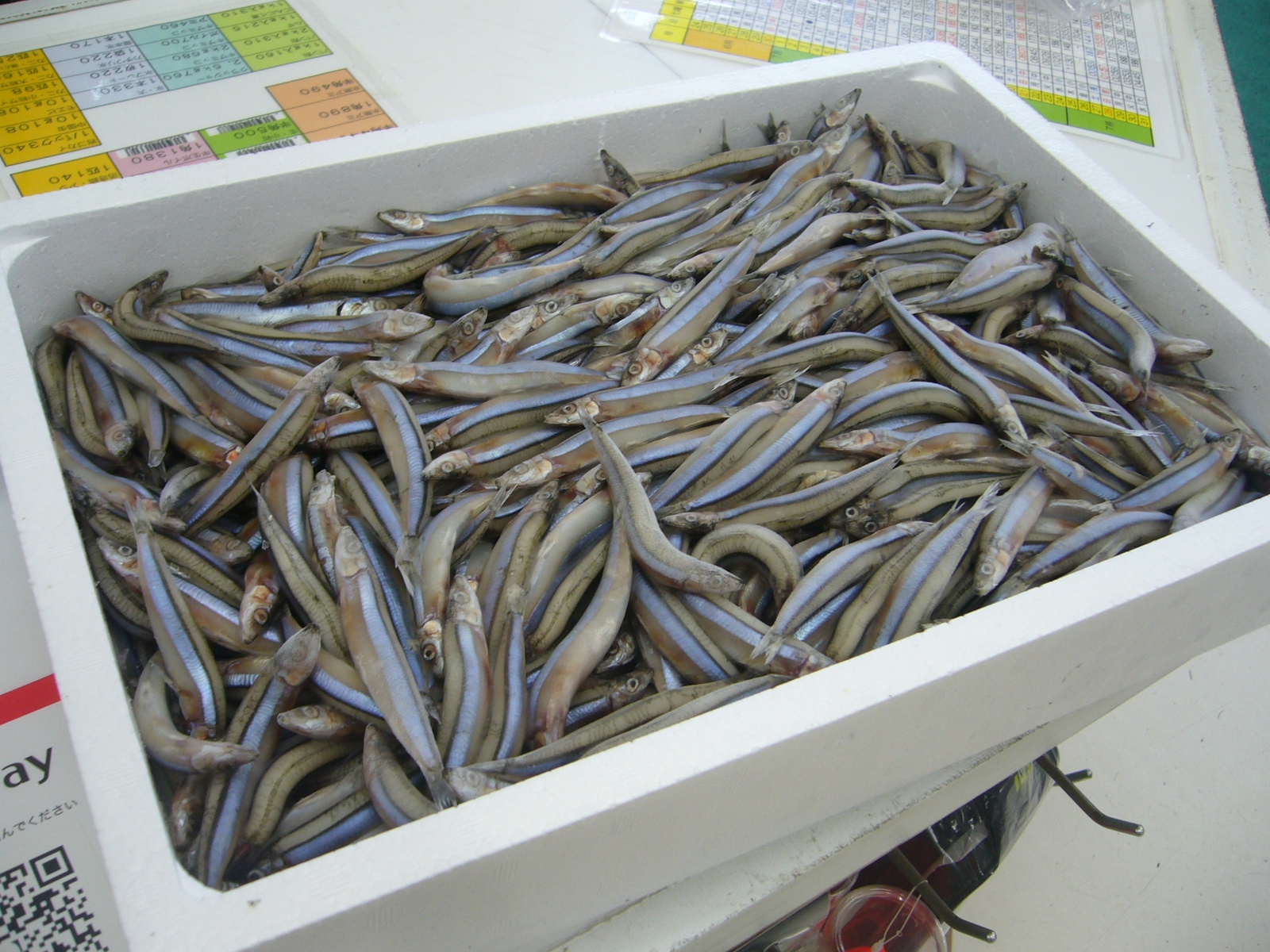 冷凍餌 釣り餌 キビナゴ 10キロ(500g×20) 水揚げ後急速冷凍 - フィッシング