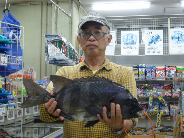 釣果写真 ９月２３日 石鯛 石鯛 柴釣具商会 日向灘にもっとも近い釣具店